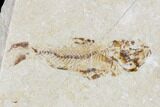 Two Cretaceous Fossil Fish (Armigatus) - Lebanon #110846-2